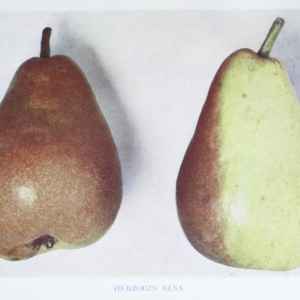 Pære - Herzogin Elsa - Podekvist