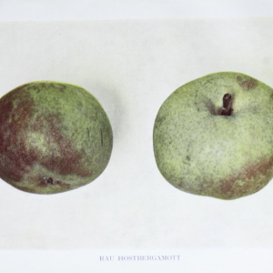 Podekvist Raud Haustbergamott