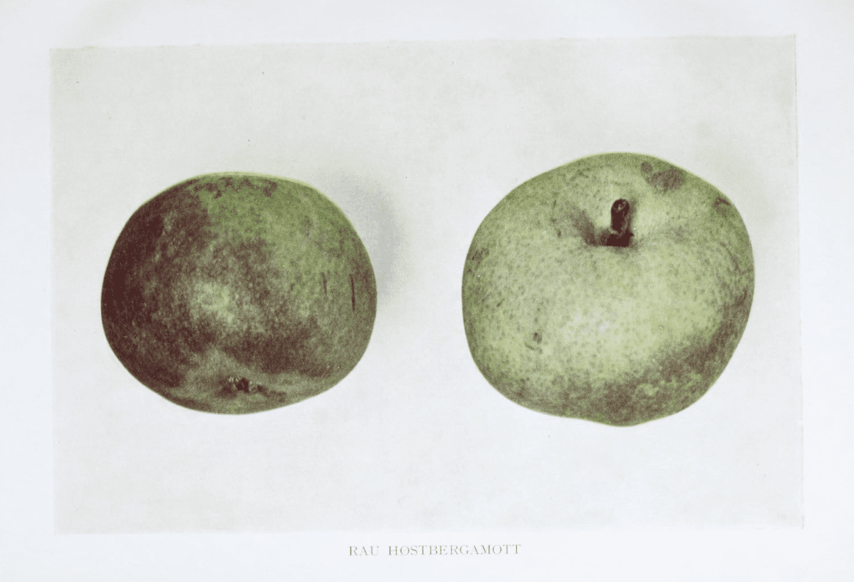 Podekvist Raud Haustbergamott