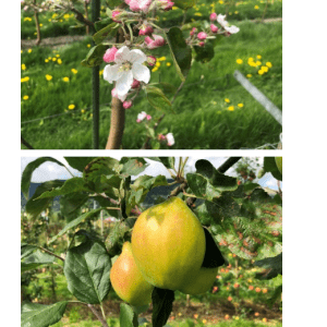 Podekvist Sitroneple