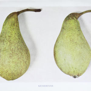 Podekvist Keiserinne Pære