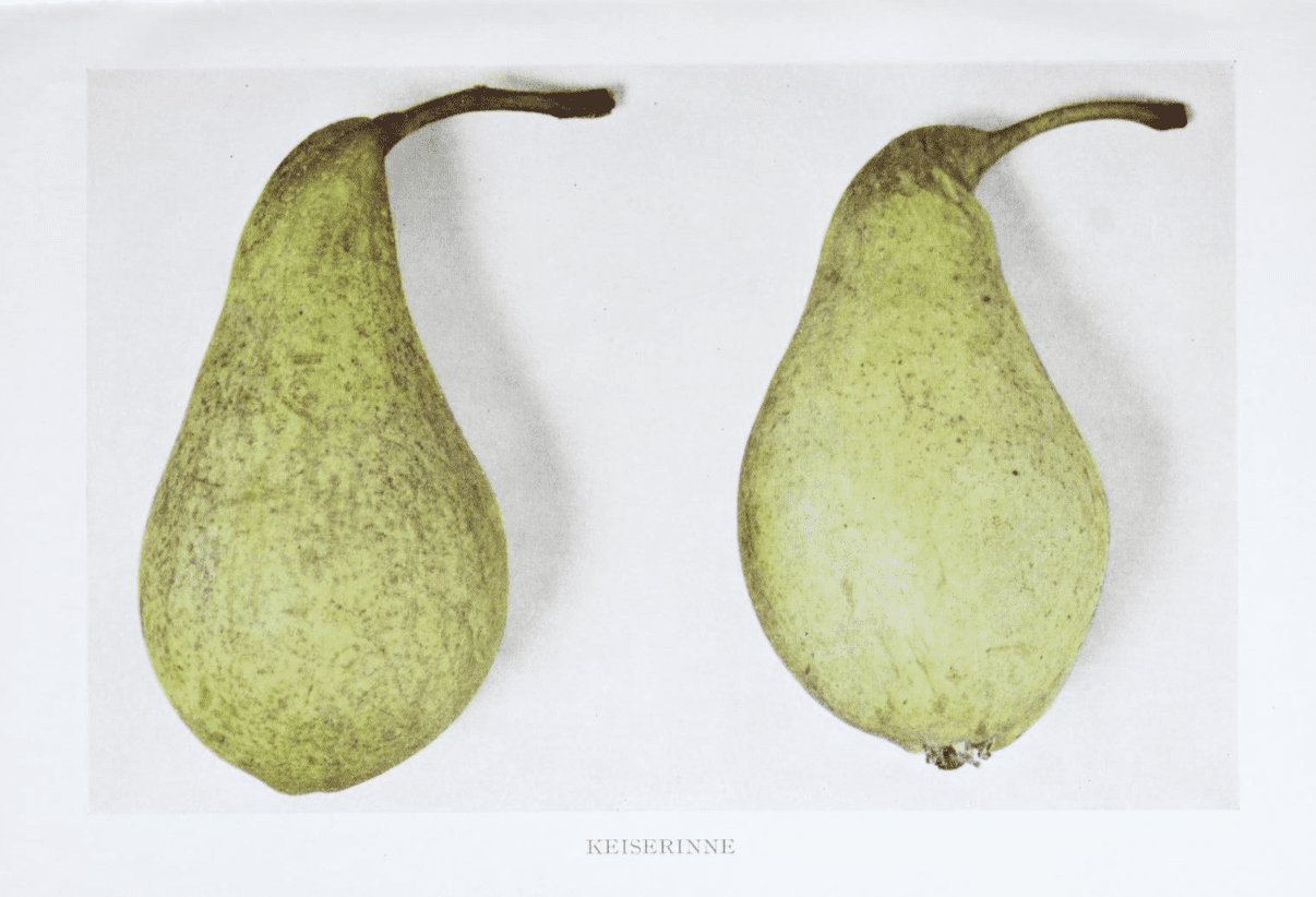 Podekvist Keiserinne Pære