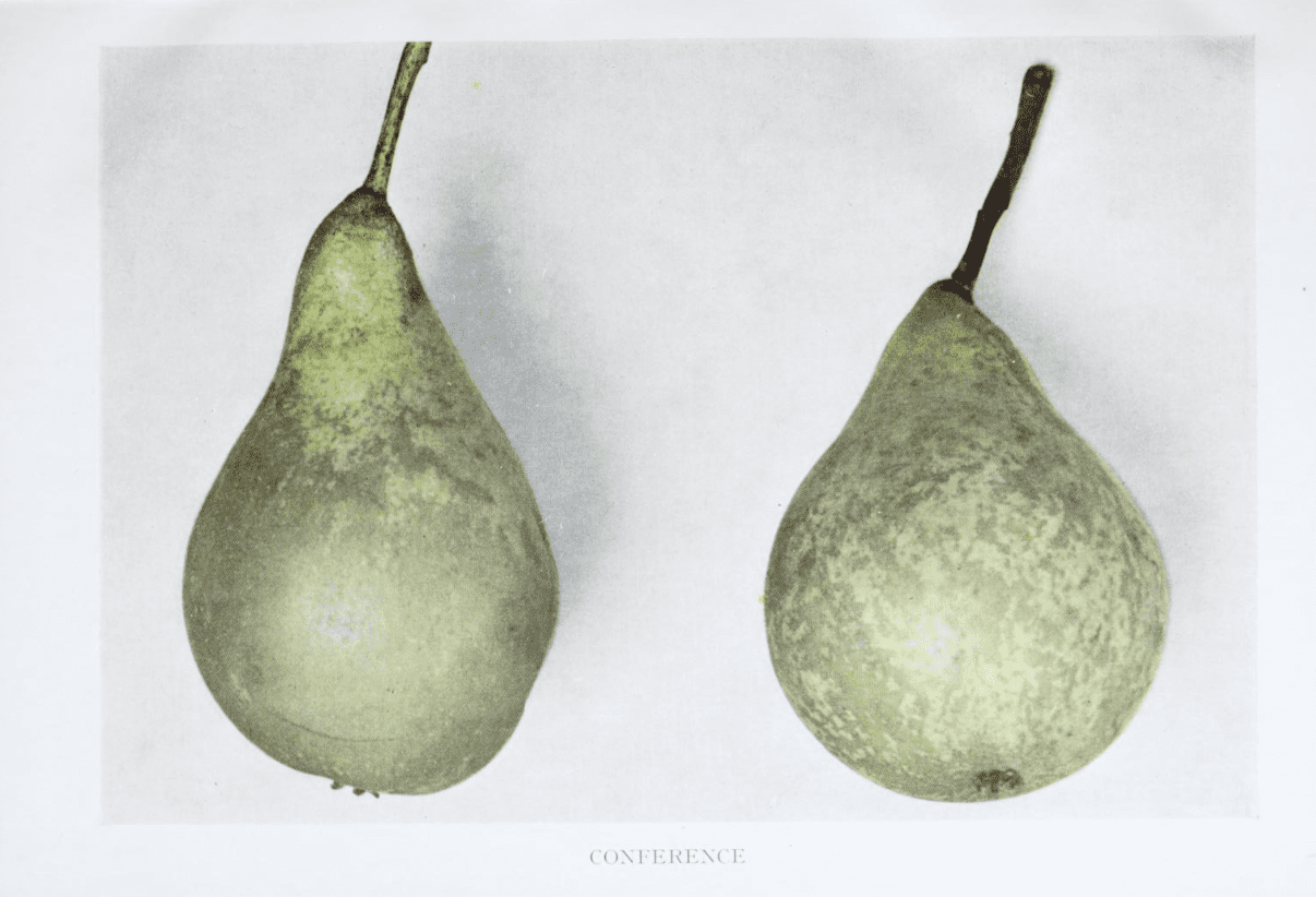 Podekvist Conference Pære
