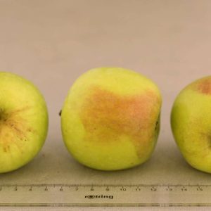 Podekvist Håkonseple