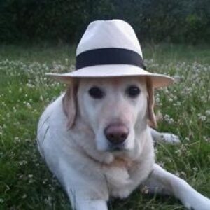 Profilbilde av Joakim Stai